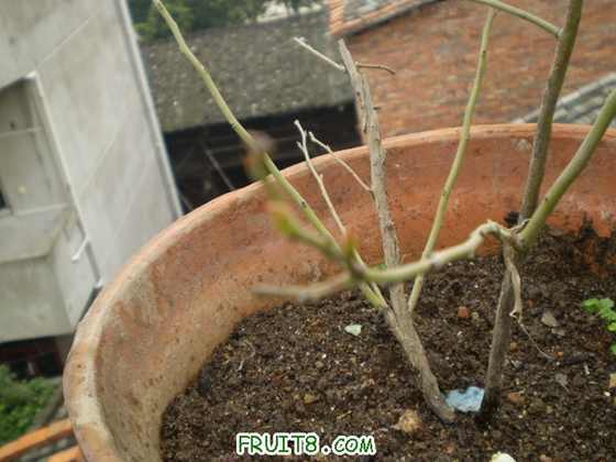 ���ڷ�ѿ�������ѵ�