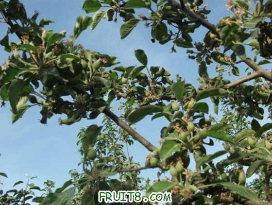 ��˪ѩ�����͵��׹�����Ȼ�ܴ�