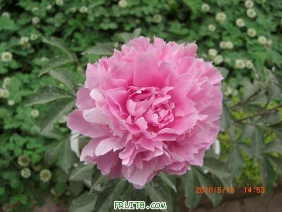 1005171249989fb1b17cb012a8.jpg
