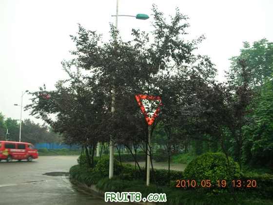 DSCN3378 (С).JPG