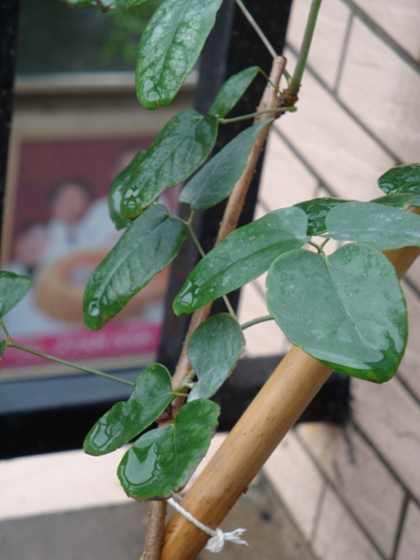 DSC01263_conew1.JPG