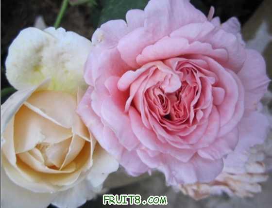 δ����2.jpg