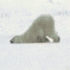 .gif