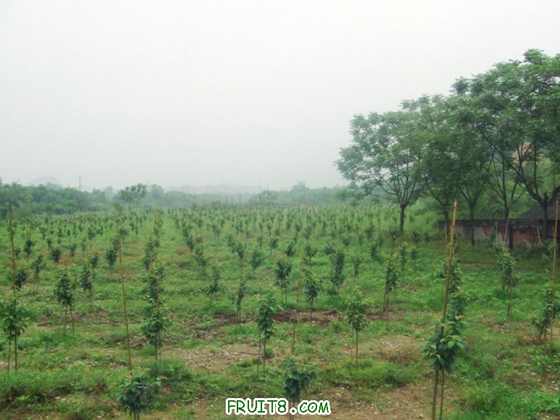 DSCF2517.jpg