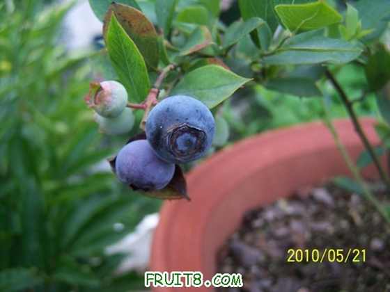 100_8729Ｊa.JPG