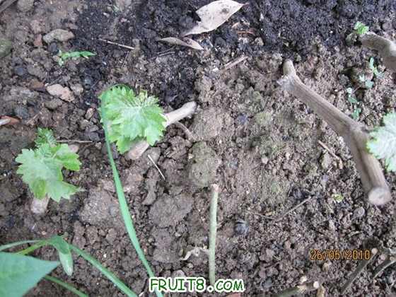 �ϰ����ĺ챦ʯ��ֻ��һ�û�û��ѿ�����඼��ѿ�ˡ���