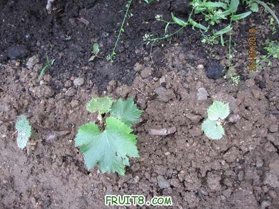 �ھ�ȥ�����֦���������ǡ�ָ����������