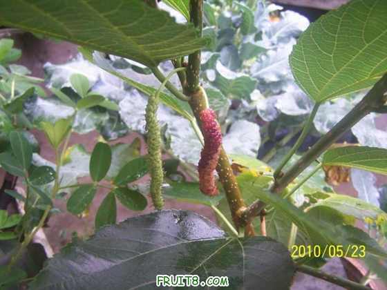 С 100_0164.JPG