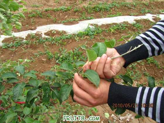 Ҫͣûͣĵ֦ժȥƬҶת֦