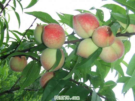DSCF2578.jpg