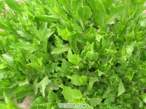 DSCN5091_С.JPG