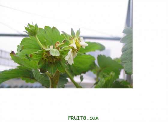 Ƭ 033.jpg