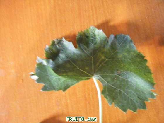 2010.3Ƭ 069.jpg