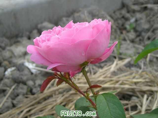 ��II 063.jpg