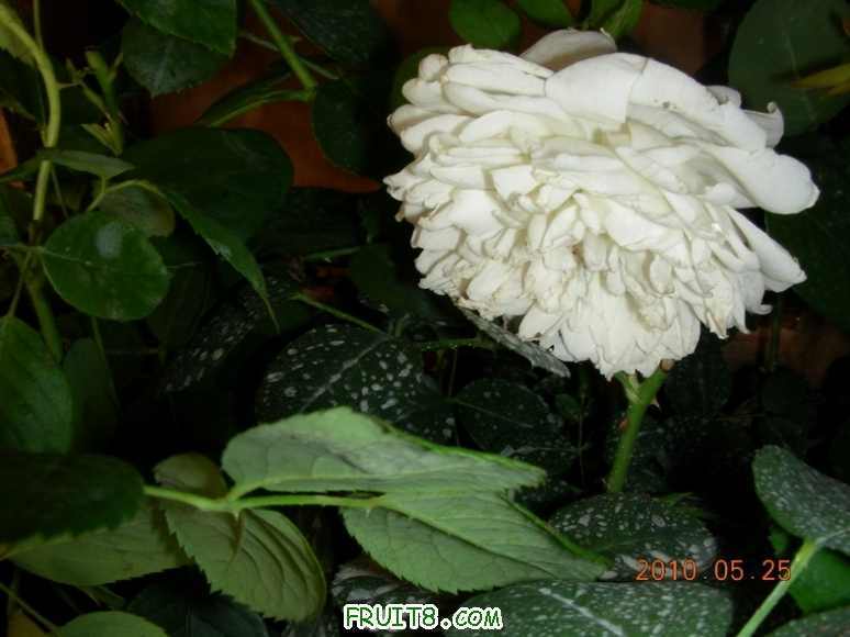 DSCN9753.JPG