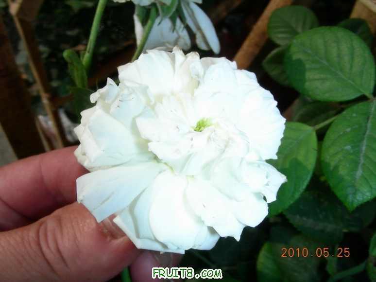 DSCN9772.JPG