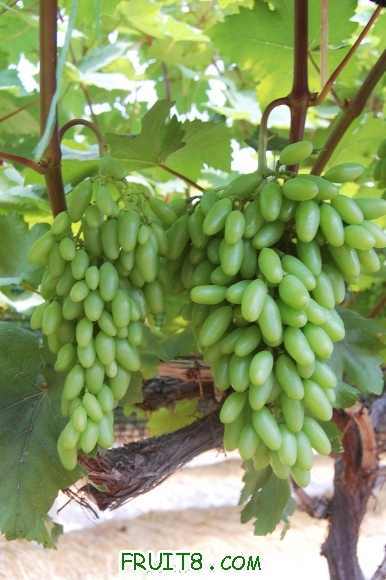 0530-����ָ.jpg