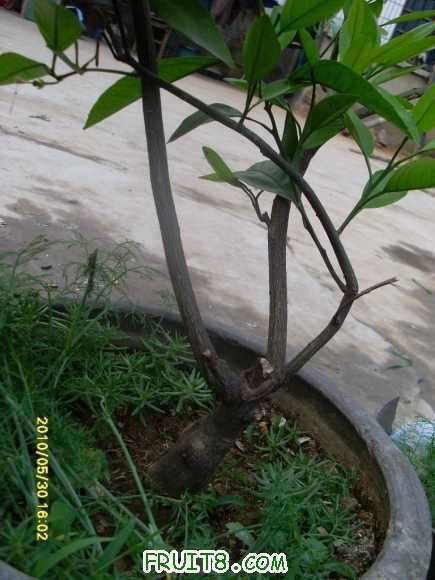 SL371221.jpg