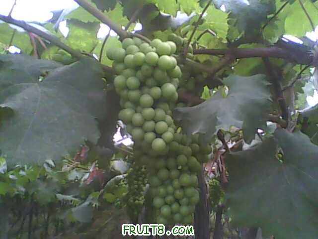 IMG0528A.jpg