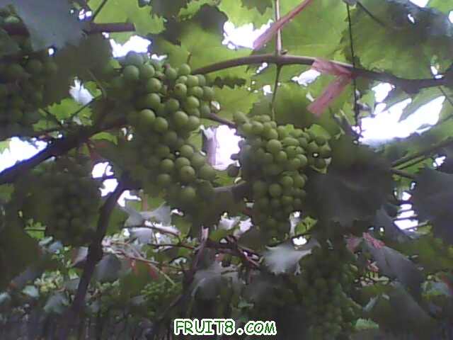 IMG0529A.jpg