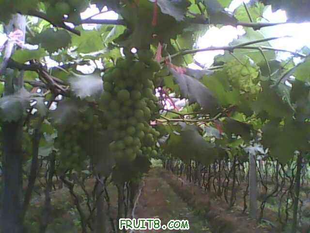 IMG0530A.jpg