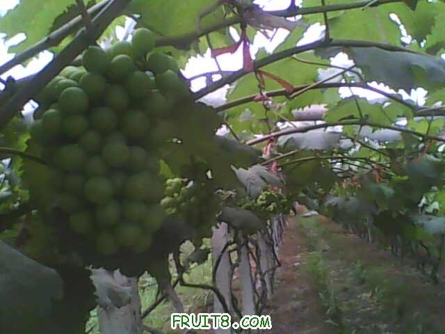 IMG0527A.jpg