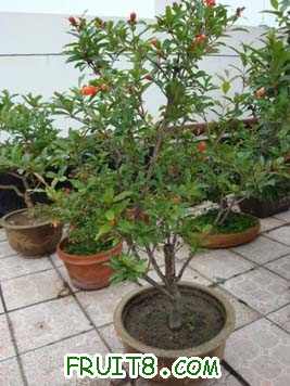 ת DSC01069[1].JPG.thumb.jpg