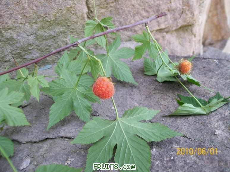 Ƭ 025.jpg