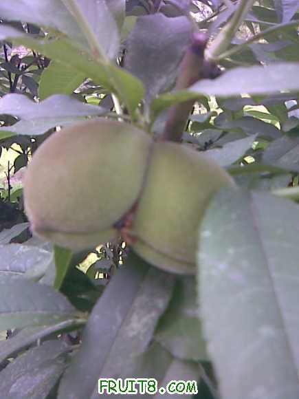 img005.jpg