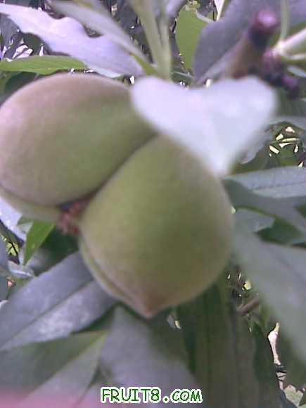 img007.jpg