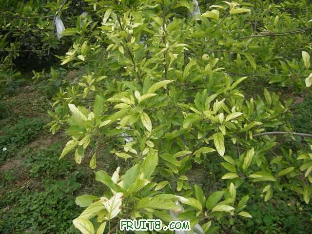 ����Ҷ�淢�ƣ����Ҷ���Ҷ�������ٽ�������СҶ�����뽹��ʦָ��һ����ô�죡лл��