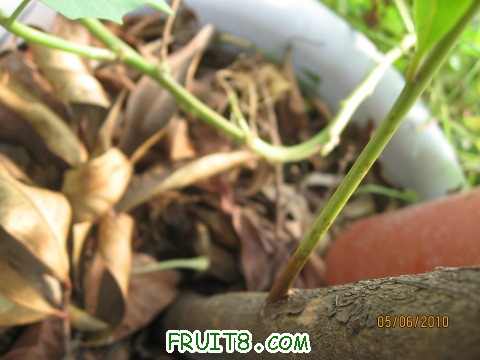 IMG_2199_copy.jpg