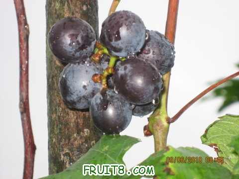 IMG_2400_copy.jpg