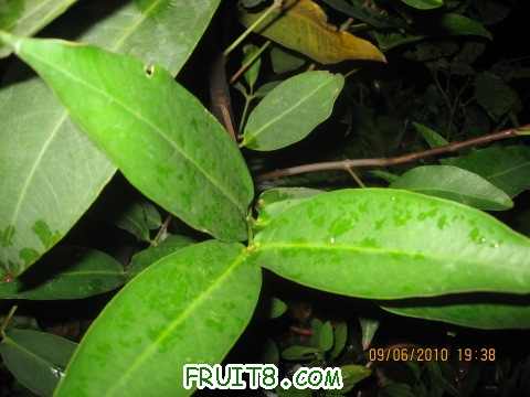 IMG_2432_copy.jpg