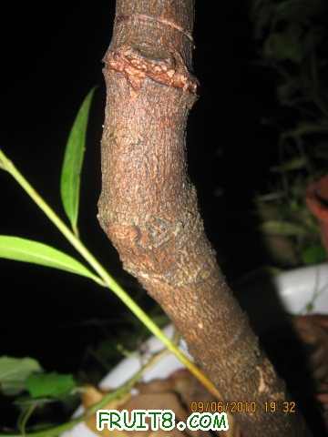 ޽ӿںˣҪֲ