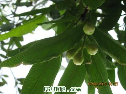 IMG_2446_copy.jpg