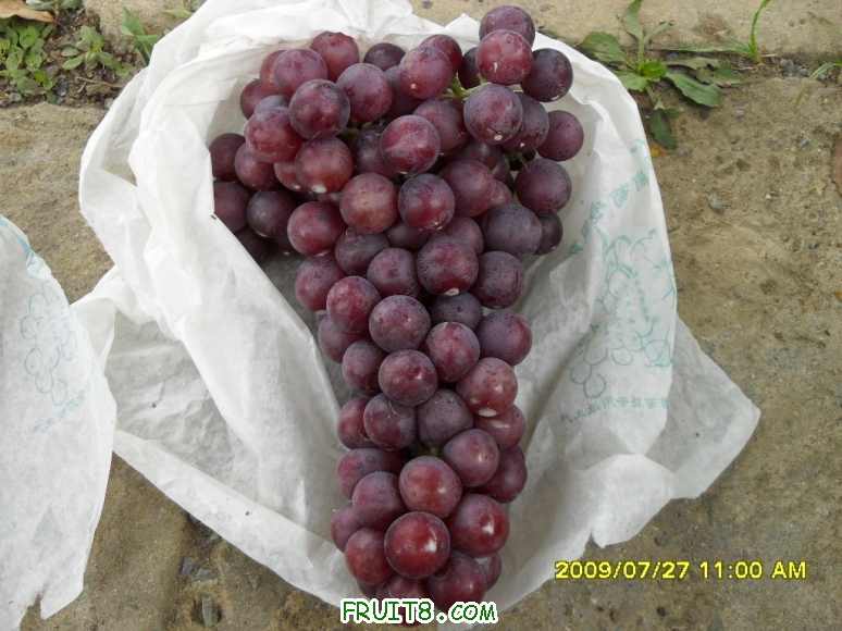 SDC12773.JPG