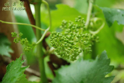 5.gif