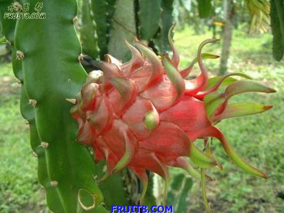 pitaya1.jpg