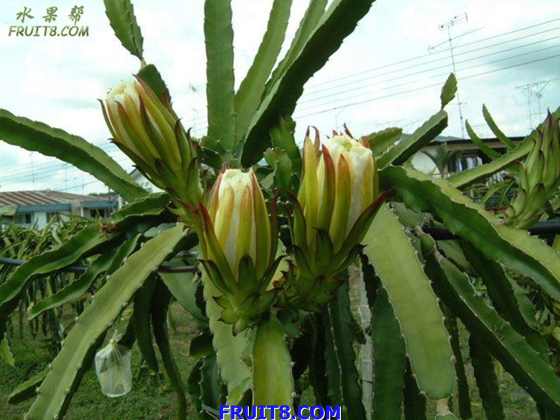 pitaya2.jpg