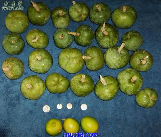 White sapote-Casimiroa edulis.jpg