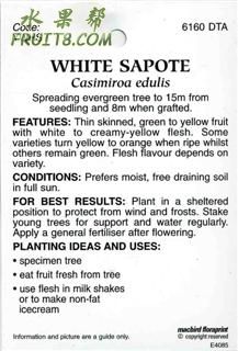 White-Sapote-b.jpg