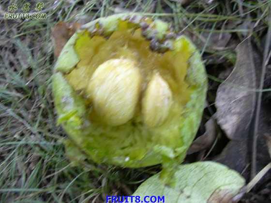 starr_030628_0151_casimiroa_edulis.jpg