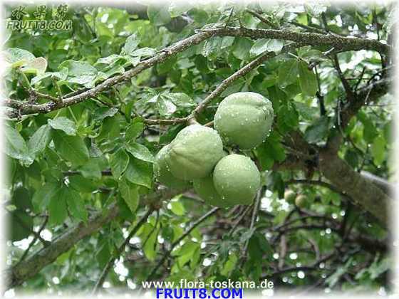 Casimiroa_edulis_g.jpg
