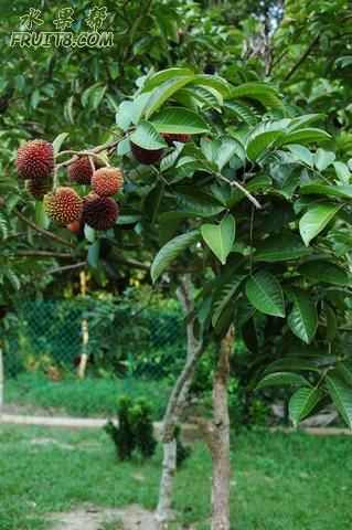 Pulasan-fruit-and-tree.jpg
