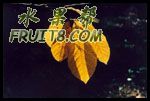 Fall Leaf Color.jpg