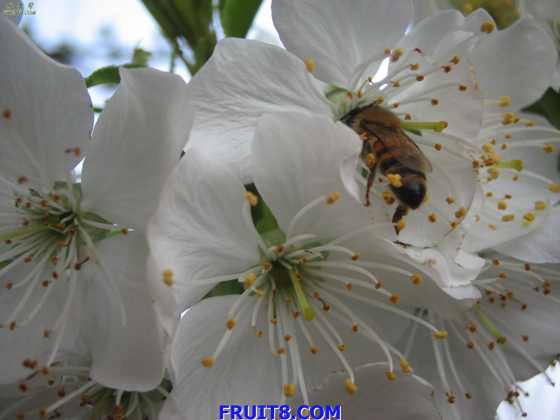 20080308ӣҵ 036.jpg