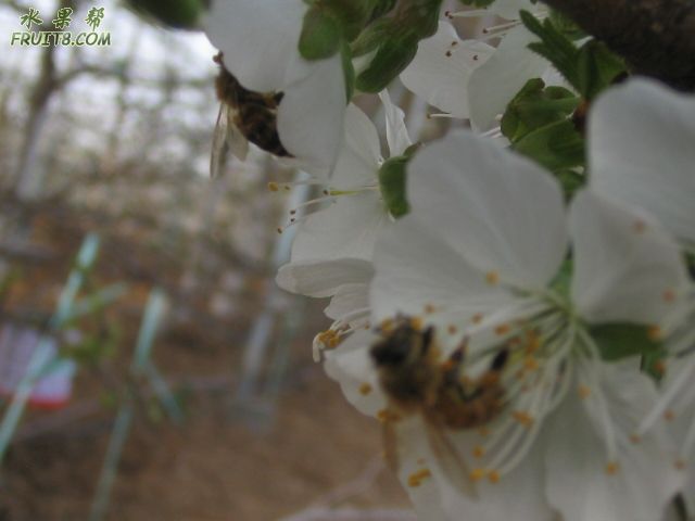 20080308ӣҵ 046.jpg