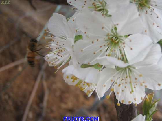 20080308ӣҵ 034.jpg