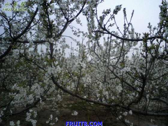 Ƭ 002.jpg